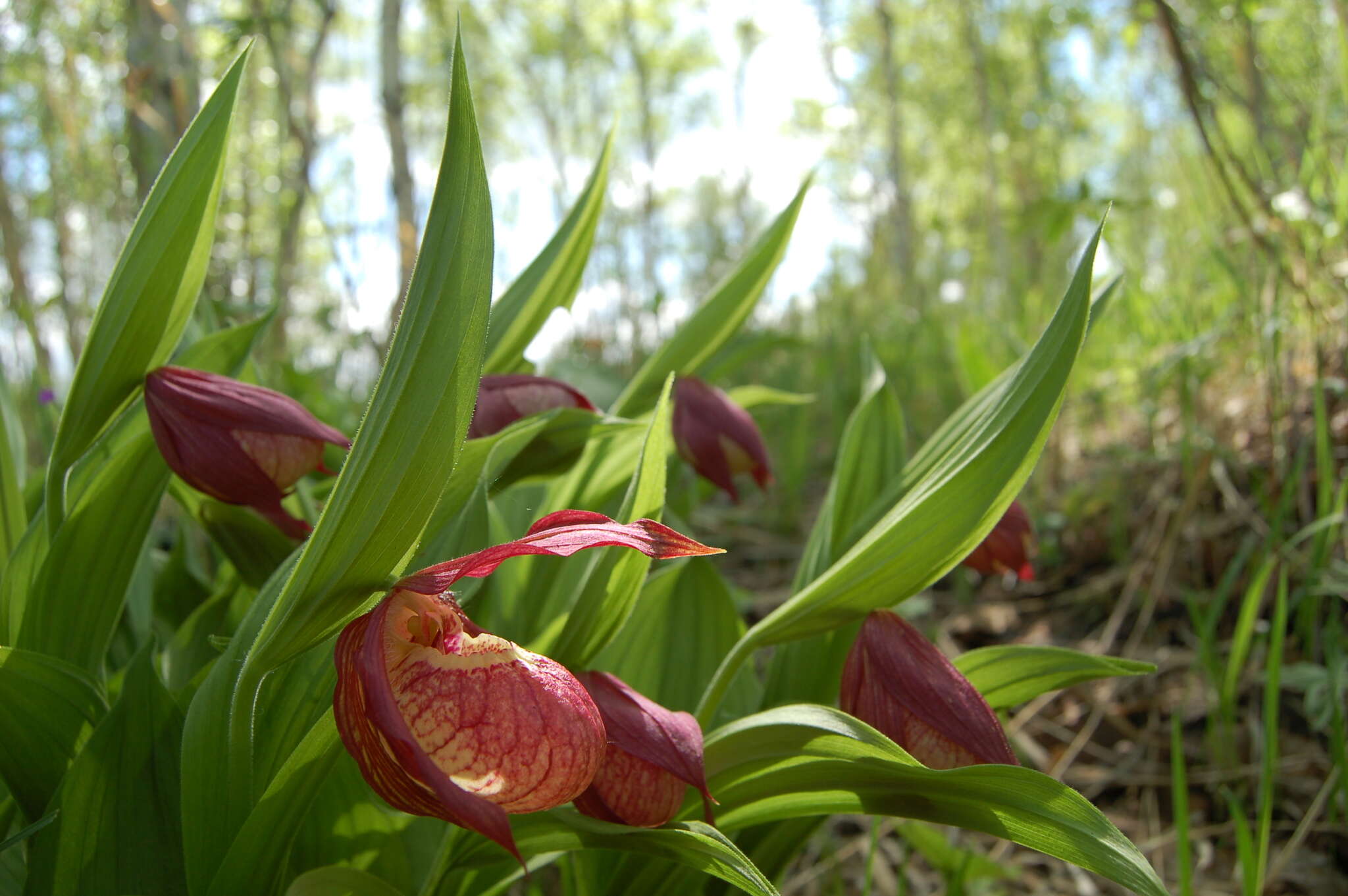 Image of Cypripedium ventricosum Sw.