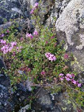 Image of Thymus talijevii subsp. paucifolius (Klokov) P. A. Schmidt