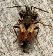 صورة Eremocoris abietis (Linnaeus 1758)