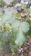 Image of Populus ciliata Wall. ex Royle