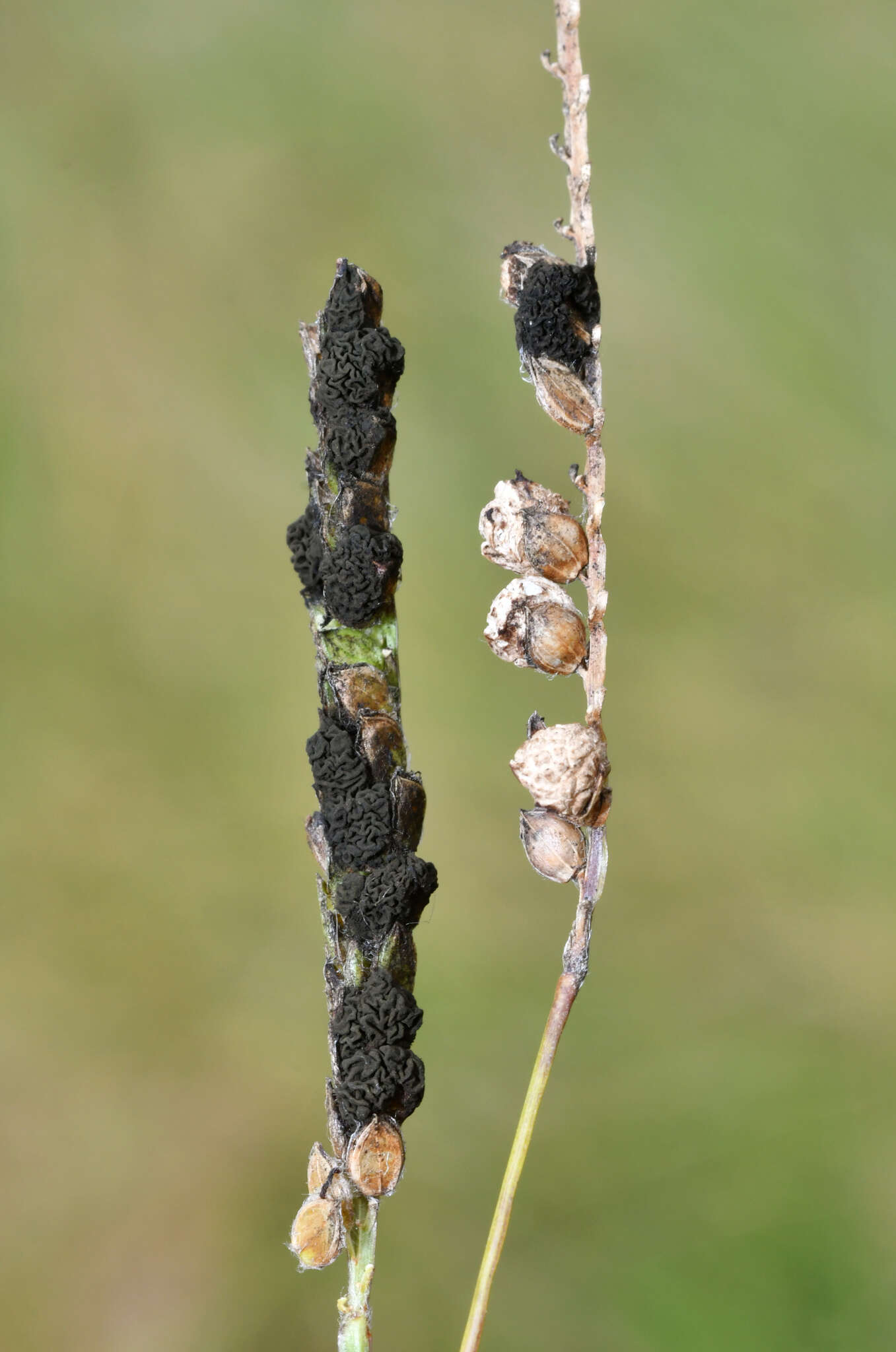 Plancia ëd Epicoccum andropogonis (Ces.) Schol-Schwarz 1959