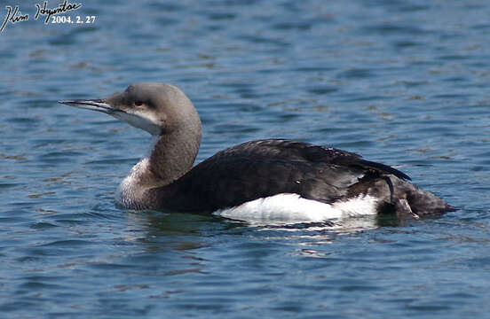 Image of Arctic Loon