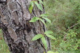 Image de Bignonia capreolata L.