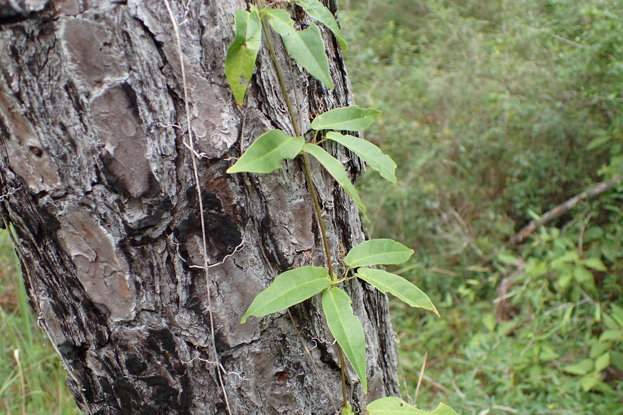 Imagem de Bignonia capreolata L.