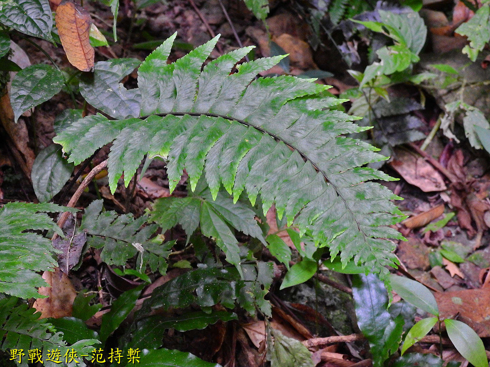 Image de Hymenasplenium excisum (C. Presl) S. Linds.