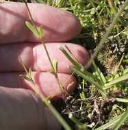 Image de Collinsia sparsiflora var. collina (Jepson) Newsom