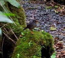 Image of Slaty-backed Nightingale-Thrush