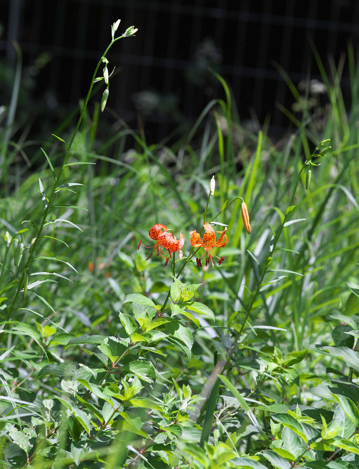 Image of Lilium leichtlinii var. maximowiczii (Regel) Baker