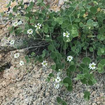 Image of Drymaria debilis Brandeg.