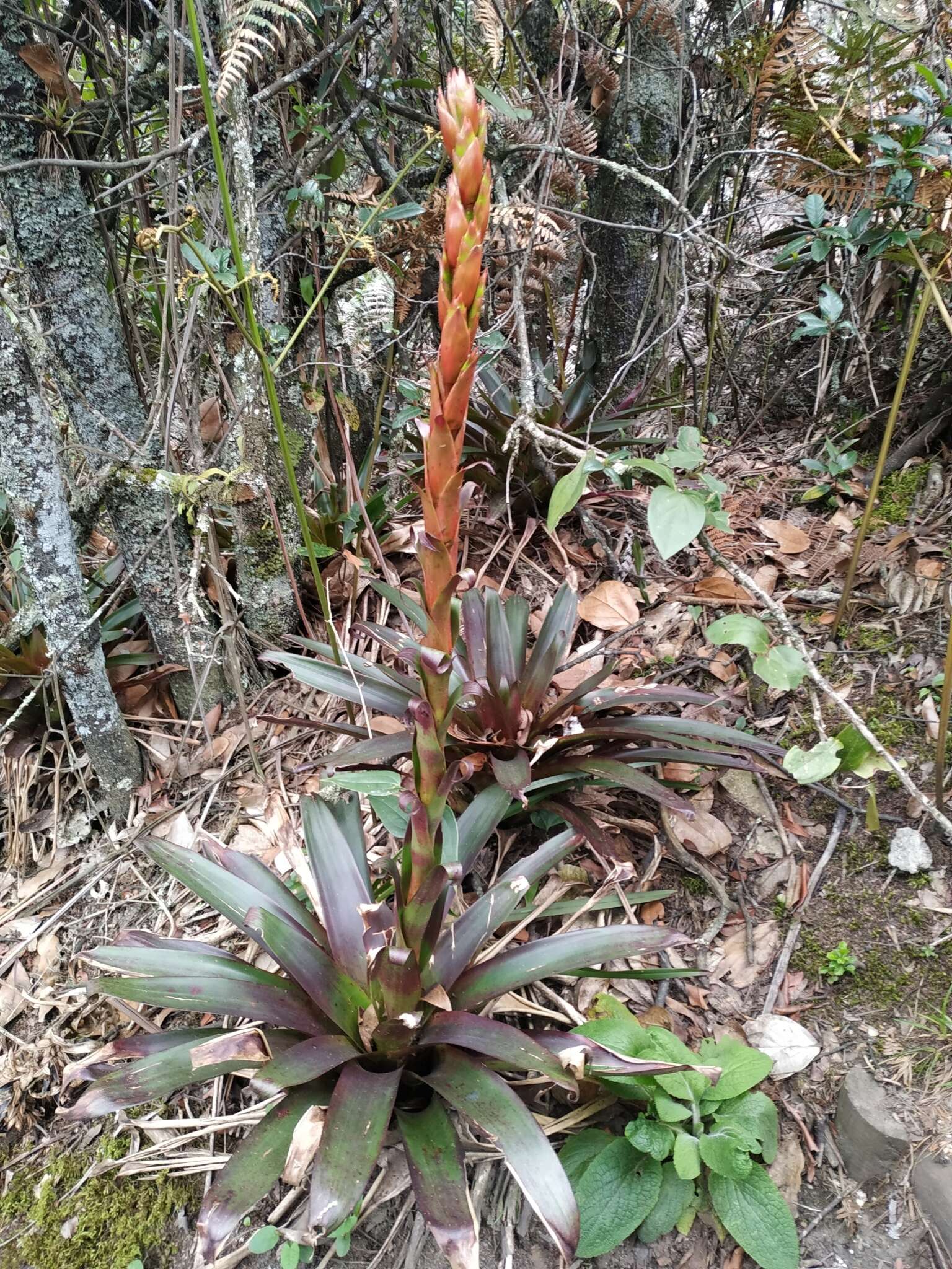 Imagem de Tillandsia pastensis André