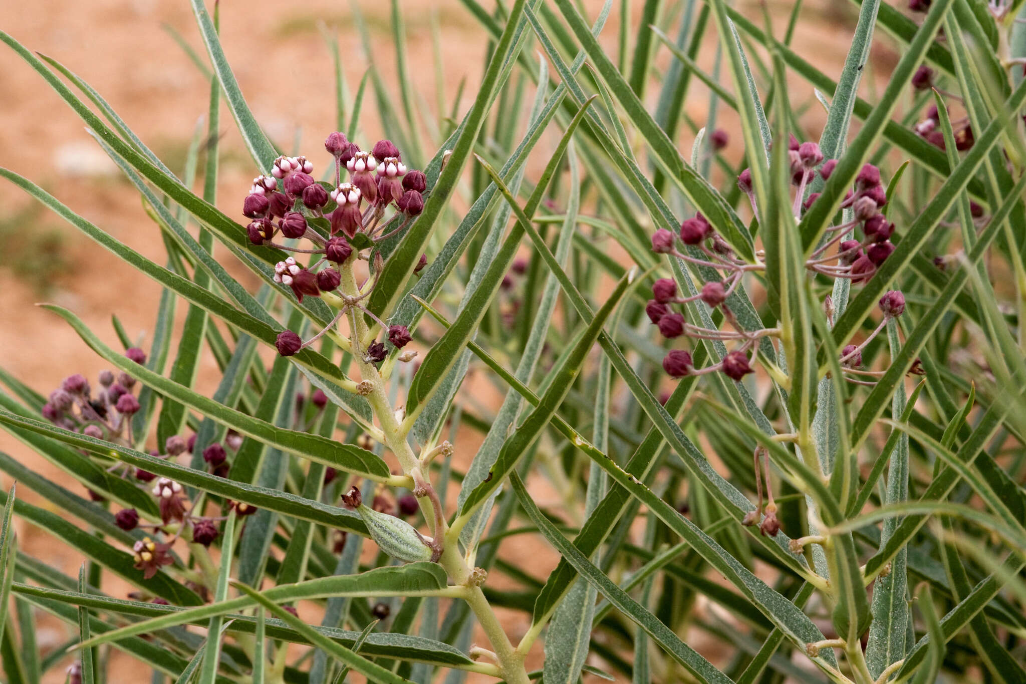 Image of bract milkweed