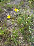 Image of Ranunculus polyanthemos L.