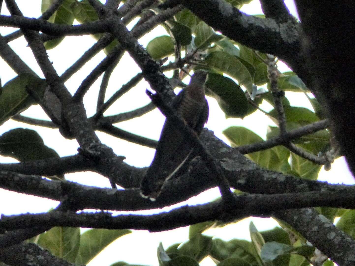 Image of Red-chested Cuckoo