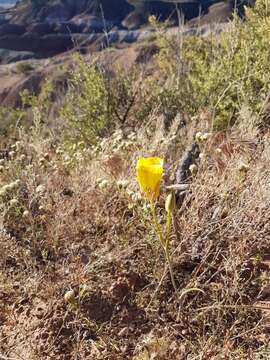 Image of golden mariposa lily