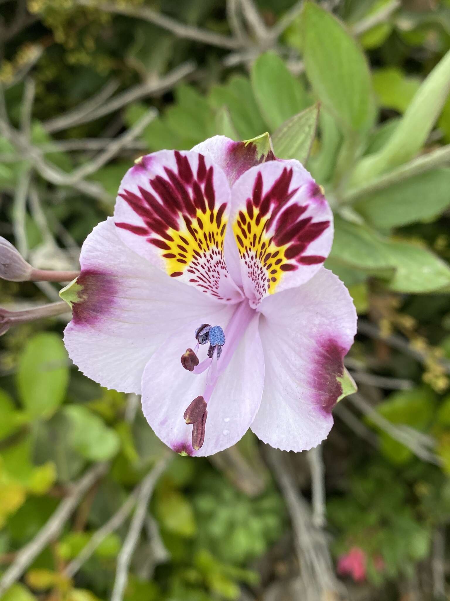 Image of Alstroemeria pulchra Sims