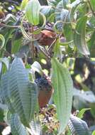 Image of Spangle-cheeked Tanager