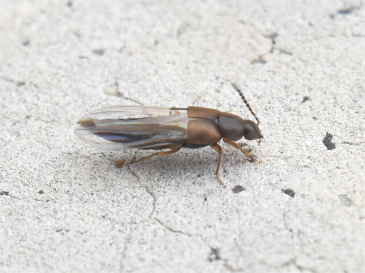 Image of Oxypoda (Oxypoda) acuminata (Stephens 1832)