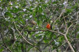 Image of Band-tailed Manakin