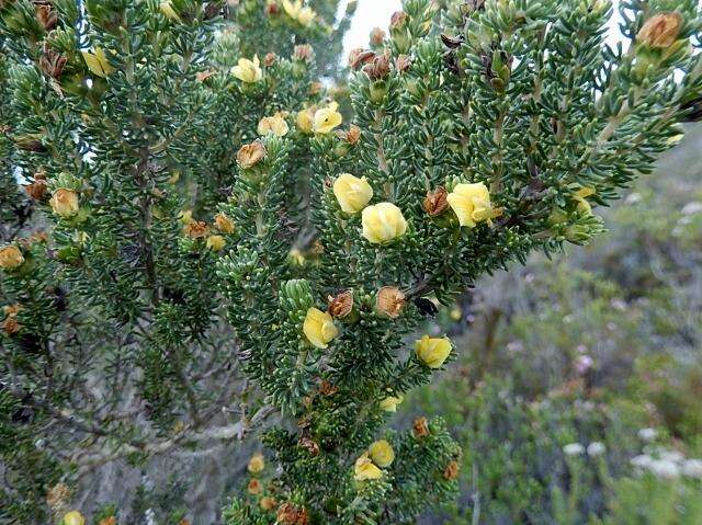 Слика од Aspalathus pallescens Eckl. & Zeyh.