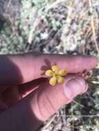 Image of southern flax