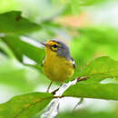 Image of St. Lucia Warbler