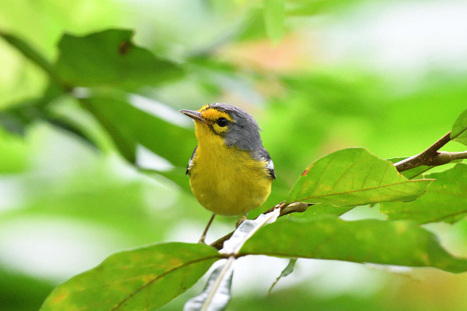 Image of St. Lucia Warbler