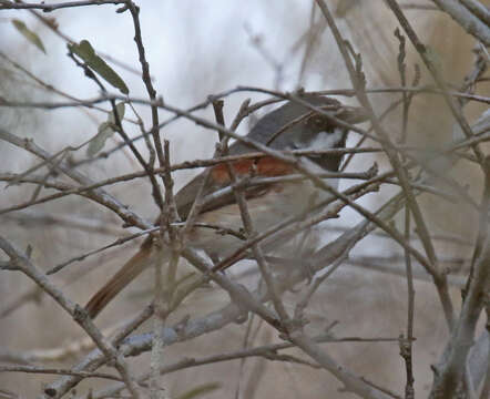 Image of Red-tailed Vangas