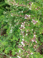 Image of Chinese Bush-Clover