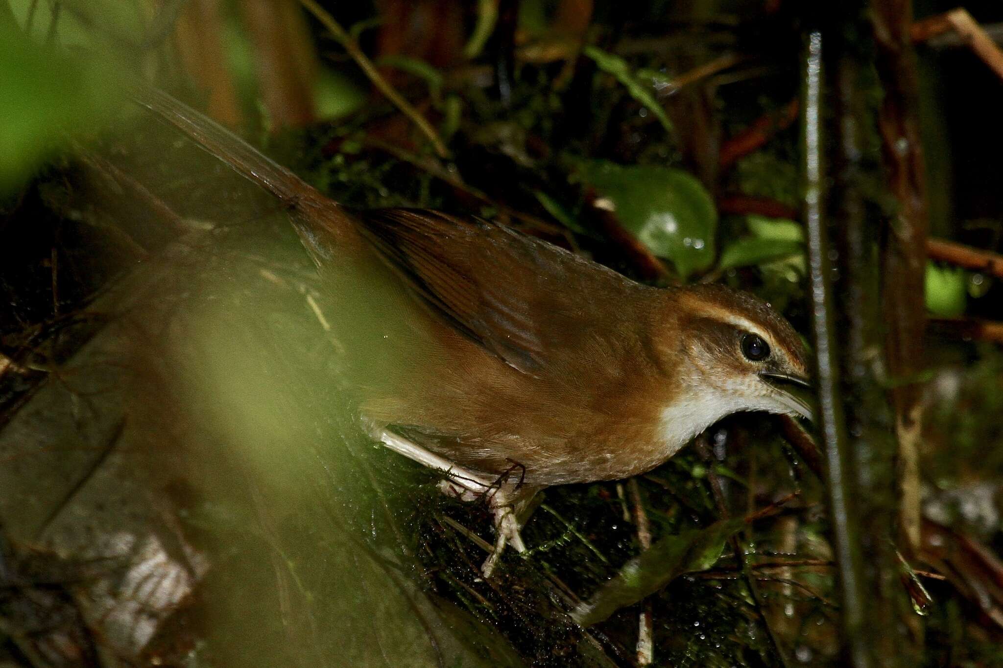 Image of Long-legged Thicketbird