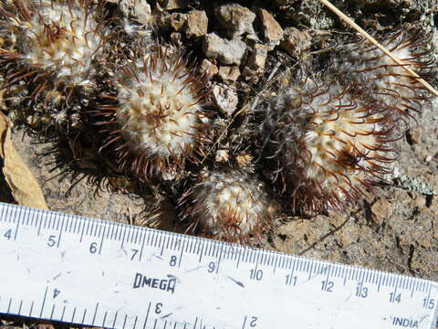 Image de Mammillaria perezdelarosae subsp. perezdelarosae