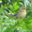 Image of Cisticola aberrans aberrans (Smith & A 1843)