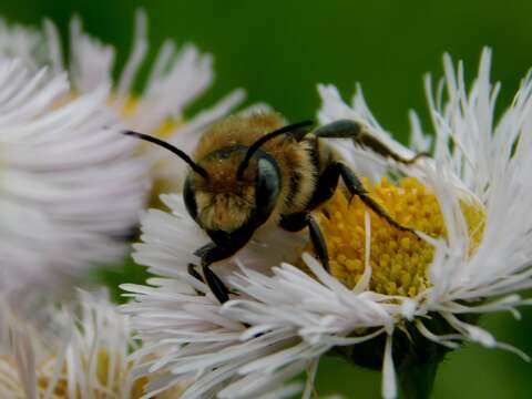 Image de Osmia chalybea Smith 1853