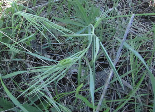 Image of Lathyrus pallescens (M. Bieb.) K. Koch