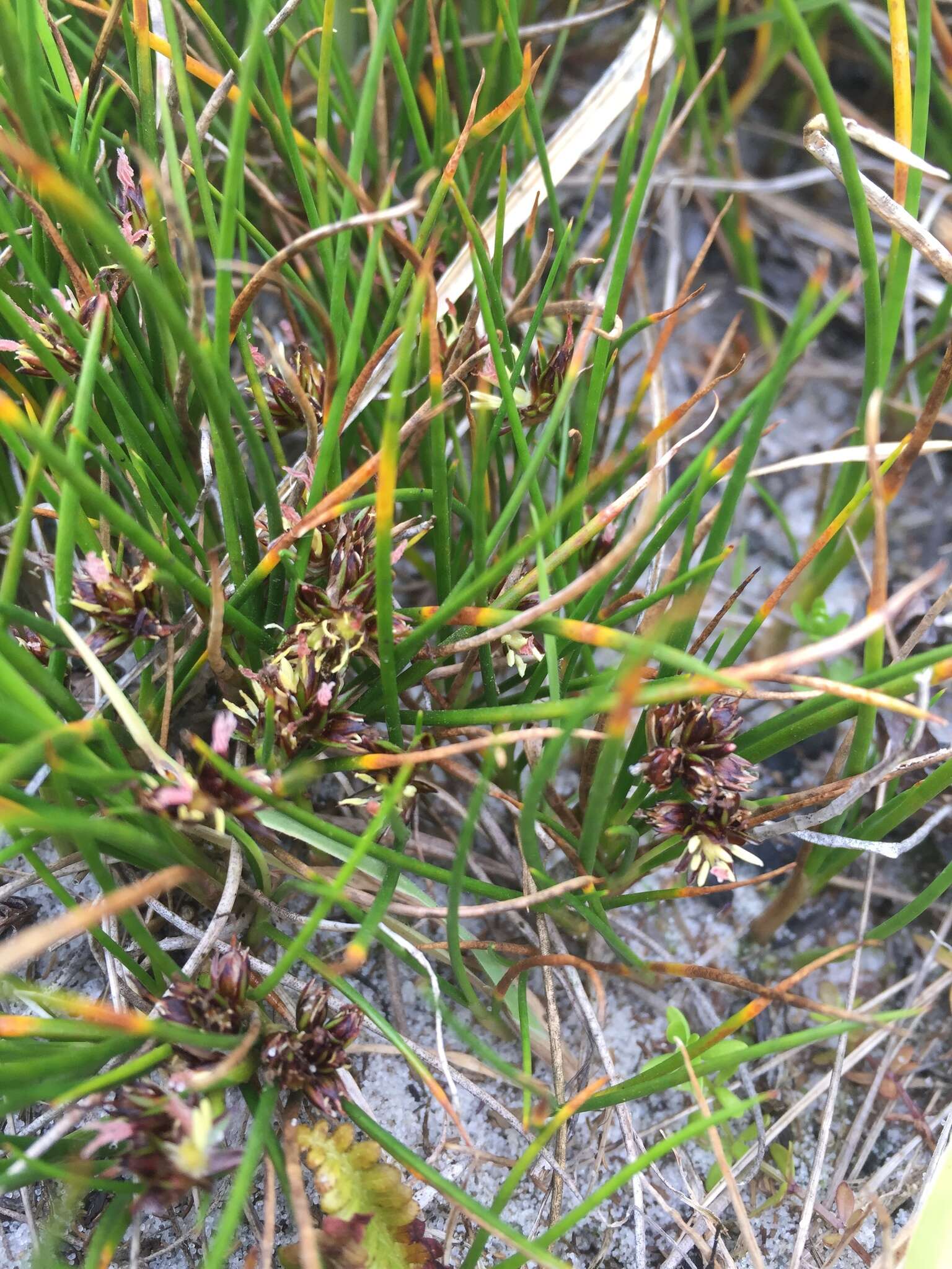 Image of Juncus scheuchzerioides Gaudich.