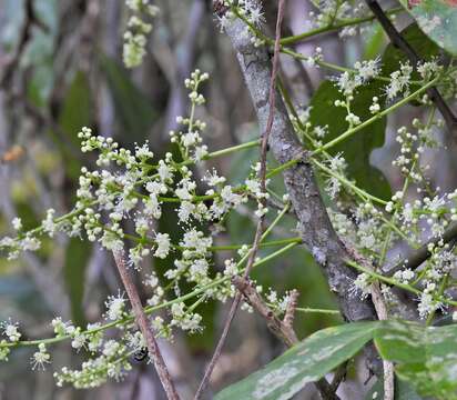 Image of Guioa acutifolia Radlk.