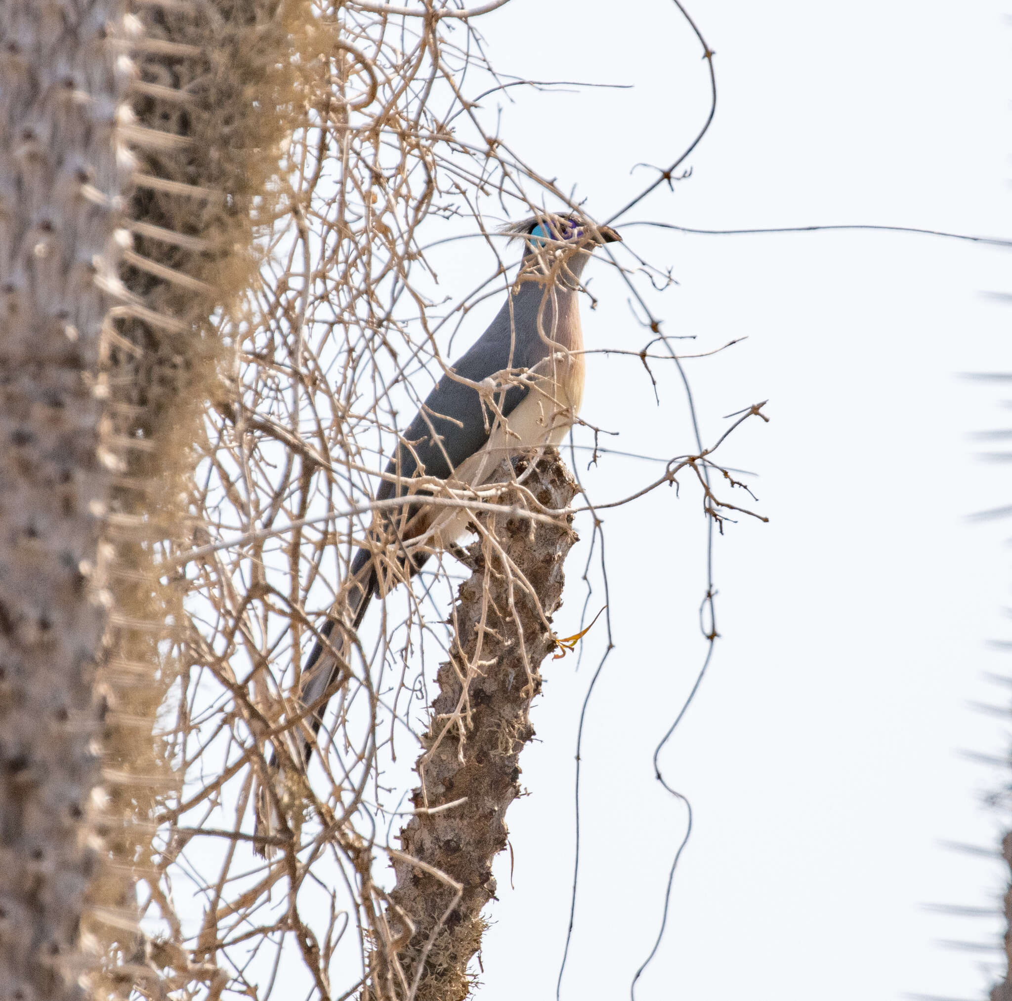 Image of Crested Coua