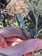 Image of Grevillea commutata F. Müll.