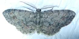 Image of Texas Gray Moth