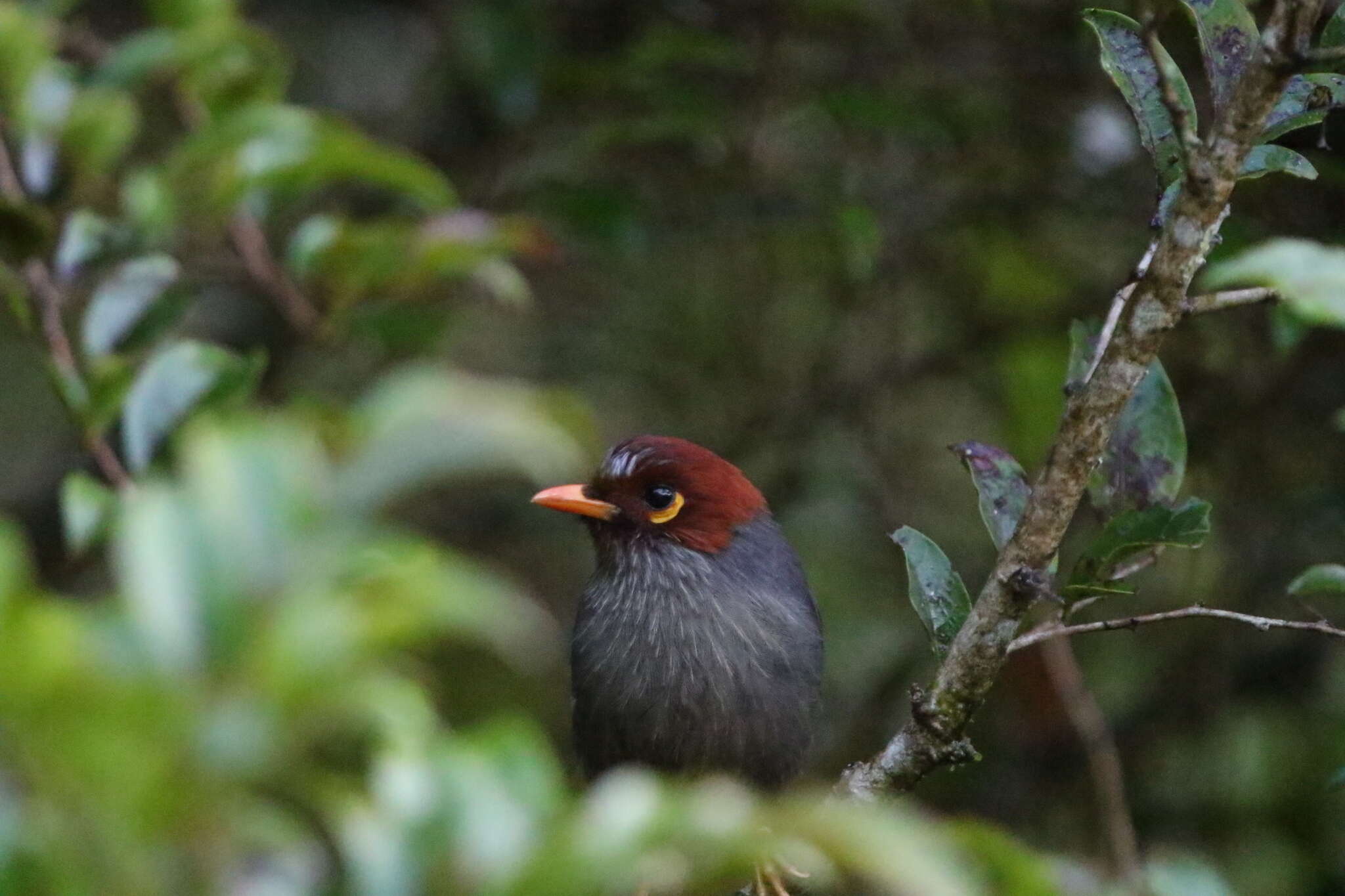 Image of Chestnut-hooded Laughingthrush