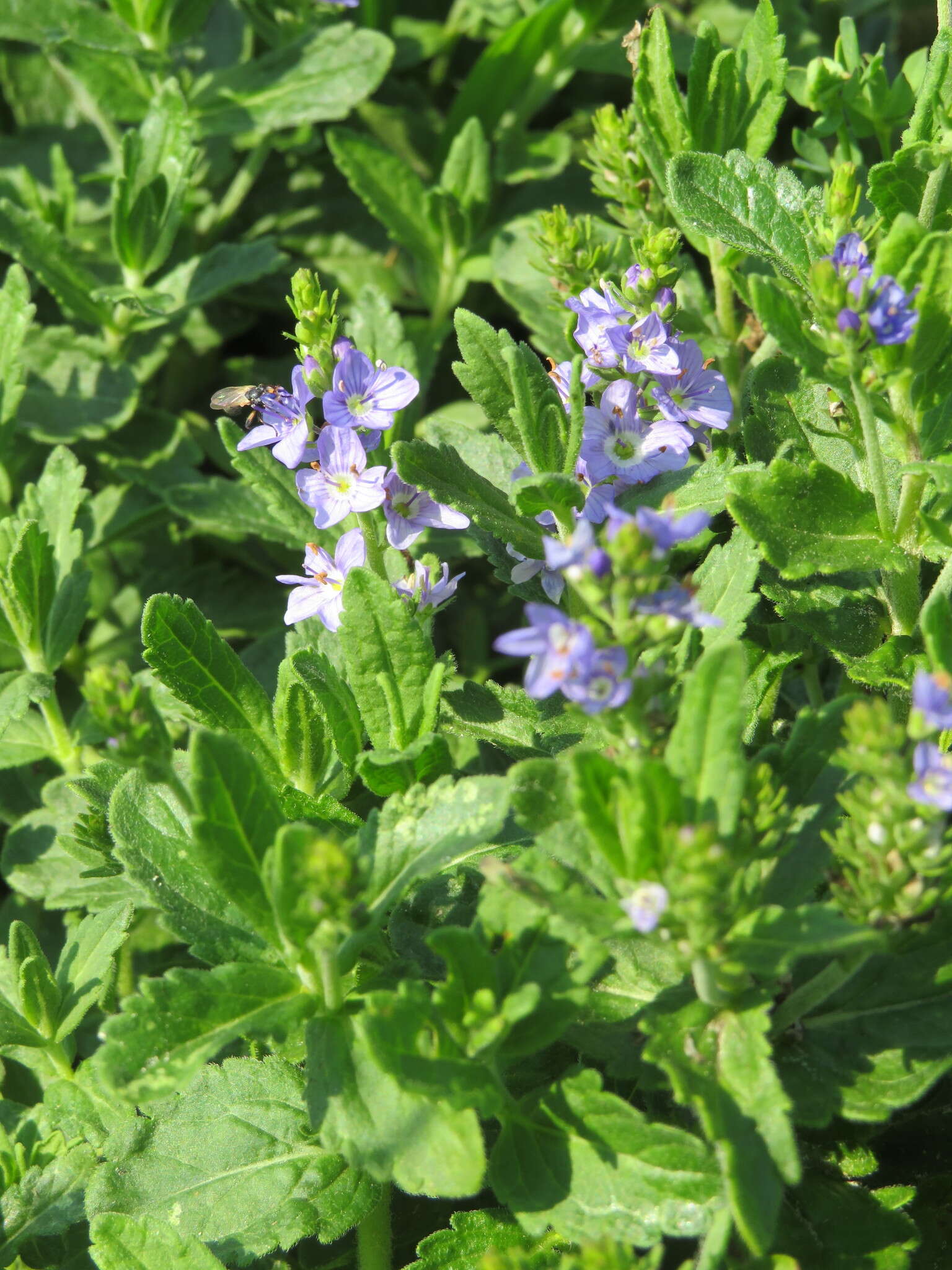 Image de Veronica teucrium L.