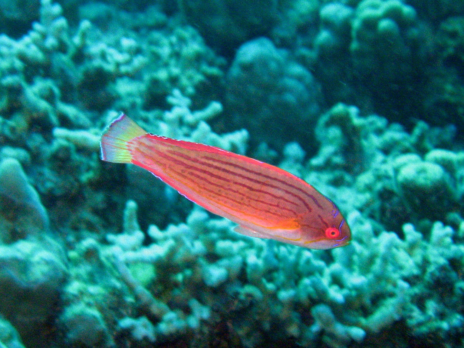 Image of Red Sea eightline flasher