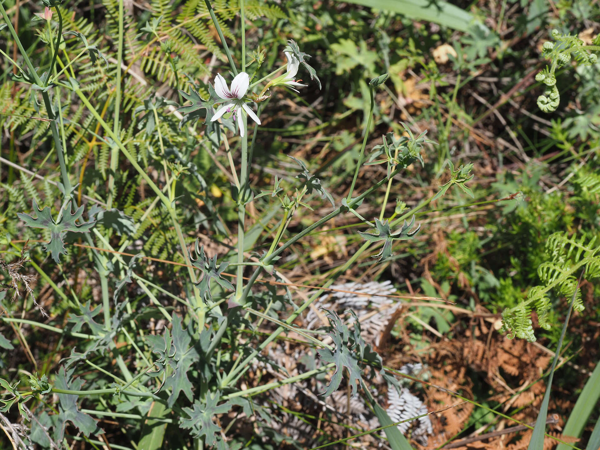 Image of Pelargonium tabulare (Burm. fil.) L'Her.