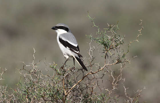 Plancia ëd Lanius excubitor algeriensis Lesson & R 1839