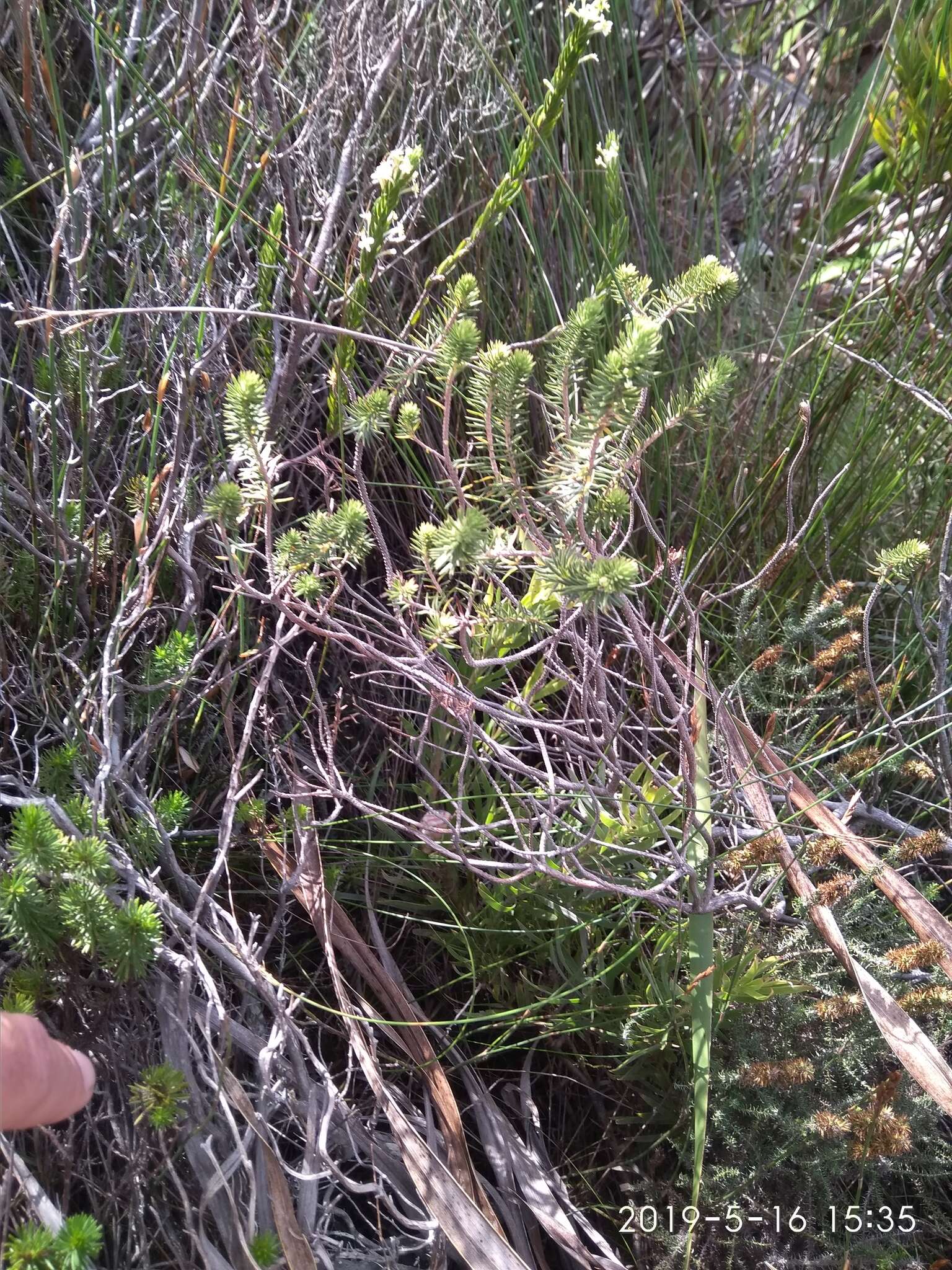 Image of Erica abietina subsp. diabolis E. G. H. Oliv. & I. M. Oliv.