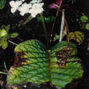 Image of Streptocarpus confusus subsp. lebomboensis Hilliard & B. L. Burtt