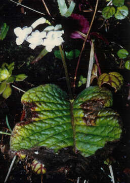 Image of Streptocarpus confusus Hilliard