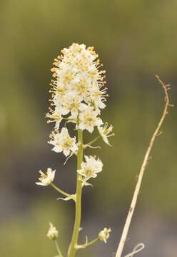 Image of meadow death camas