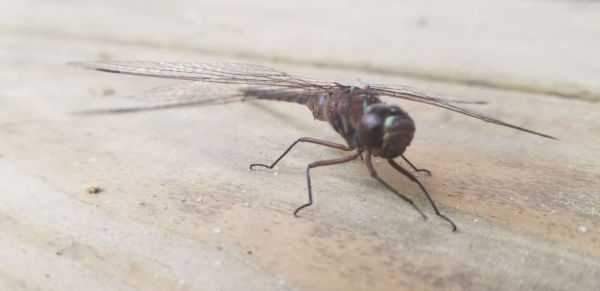 Image of Taper-tailed Darner