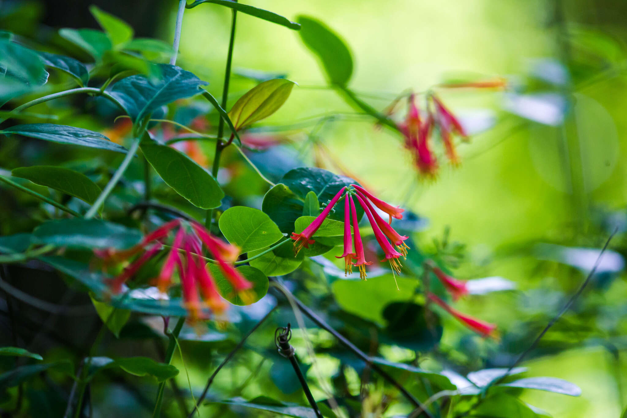 Sivun Lonicera sempervirens L. kuva