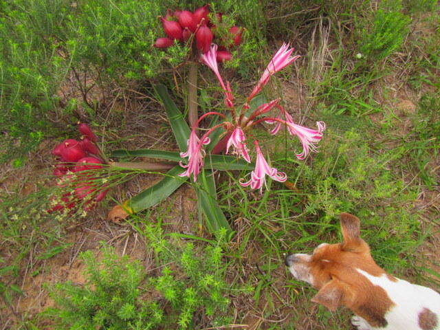 Imagem de Crinum stuhlmannii Baker